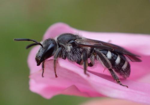 Réf. 320 558 : Lasioglossum sexnotatum